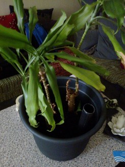 Nu får de kampera ihop!