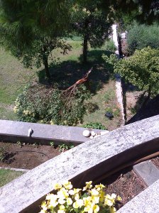 Synd på ett sådant fint träd ..