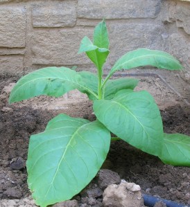 Per Englunds tobaksplanta