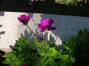 DSCN5369